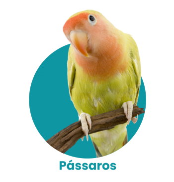 Pássaros